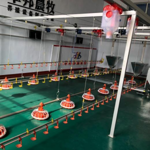 Equipo de piso para pollos de engorde2