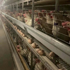 egg collecttion