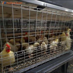 Broiler Chicken Cage (23)