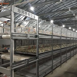 Broiler Chicken Cage (25)