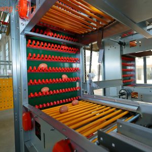 Egg collection system (10)